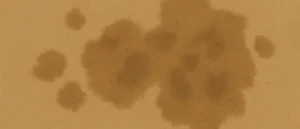 湿気によりシミができた土壁